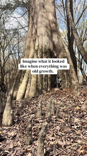 Exploring the Old Swamps of South Carolina