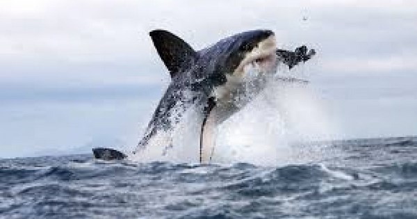 Graphic Video Shows Man Being Eaten Alive by Deadly Shark in Sydney; Authorities Recover Half Body and Pieces of Wet Suit