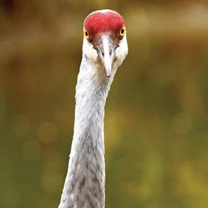 3.3K reactions · 651 shares | Habitat loss is the number one threat to migratory birds. Will you protect their resting, feeding and breeding grounds today? | Nature Conservancy of Canada / Conservation de la nature Canada | Facebook