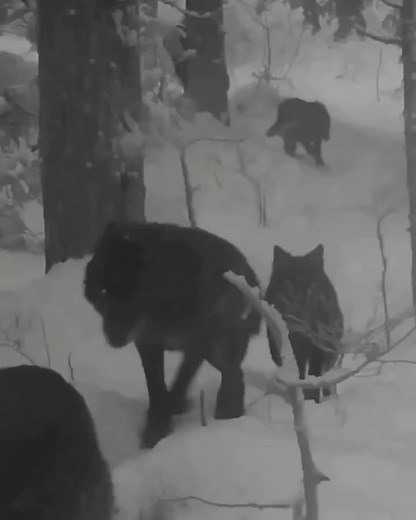 Anatolian Shepherd vs Wolf - Black Wolves Encounter