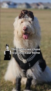 Breakfast at Tiffany's Dog costume | Audrey Hepburn