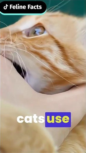 This Cat Behavior Proves They're Mini Predators #CatsOfTikTok #FunnyCats
