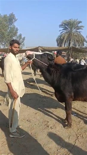 Pure Neli Ravi | Heavy Jhotian Katte Kattian | Buffalo Farming in Pakistan | Global Village Farming