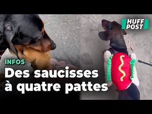 Pour la "Sausage walk", des centaines de teckels se baladent sur les bords de Seine à Paris