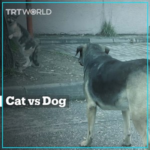 164K views · 963 reactions | A video recorded in Eskisehir, Turkey shows a fearless cat facing off against a stray dog and scaring it away. | TRT World | Facebook