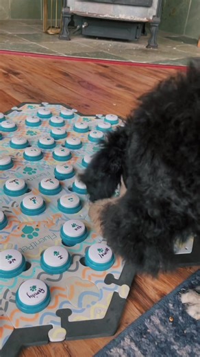 Curious Poodle Puppy's First Button Press