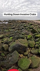 This is part 1 of a pretty epic crab hunt I had the other day #crabhunting #crabbing #invasive #lowtide #explore