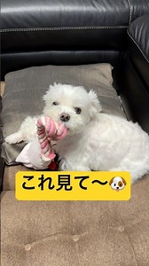 I thought something was looking at me🤣🤣🤣#shorts #cutedog #Maltese