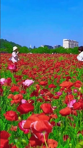 Relaxing Flower Field for Stress Relief 🌸