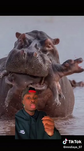 Unforgettable Hippo Squealing | Nature's Surprises