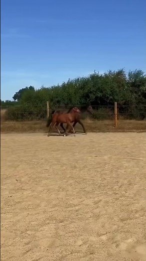 Poney à vendre - Pouliche PFS - equirodi.com