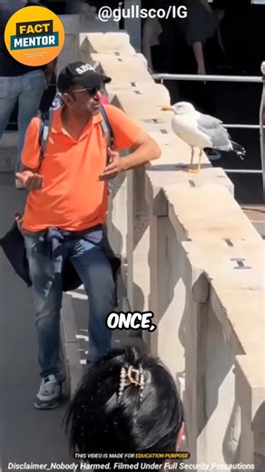 23K views · 81 reactions | Seagull Attack – #Birds #Wildlife #virals #fypシviralシ2024 #fypシ | Fact Mentor | Facebook