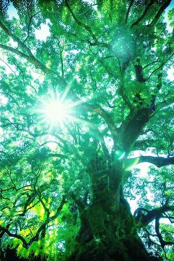 日本で一番大きい木 蒲生八幡神社 「蒲生の大クス」