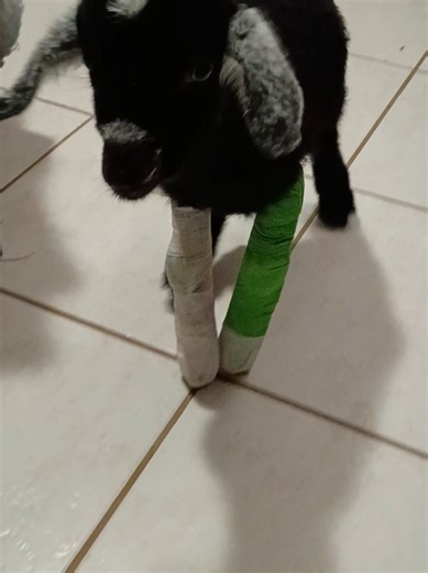 Fresh magic leg day for Dexter! should've named him Forrest... we went from splinting with popsicle sticks to cutting a Sam Splint to size. works much better. He's getting stronger and faster everyday 🥰 #homestead #babygoats #dexterthegoat