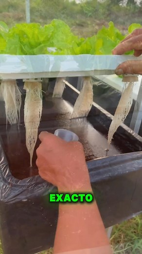 Aprende hidroponía sin complicaciones. ¿Quieres el método? Comenta "Método" y te explico por mensaje.👇👇👇 | Agrocultivos