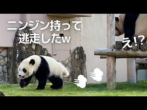 これはネタ？いちいち面白いパンダ親子のわちゃわちゃ劇場にほっこり🥰良浜＆楓浜🐼