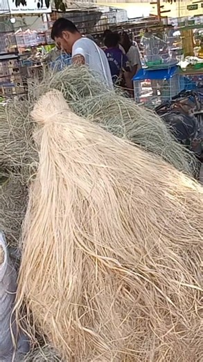 Lovebirds Nesting material #shorts #short #viral #trending #birds