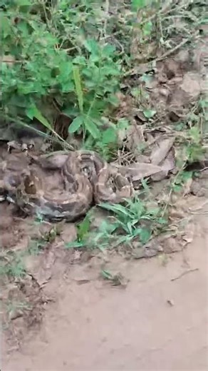 Indian Python in the Wild! Massive Indian Rock Python Up Close