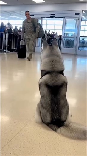 The Roly Bolaños on Instagram: "They didn’t just miss their human… they missed their whole heart. 🇺🇸🐾 There are a lot of “welcome home” moments that hit you right in the chest… but the ones with dogs? Those are different. Because dogs don’t do cool. They don’t do “play it safe.” They do pure love—loud, messy, crying-howling, full-body joy. That first sprint. That leap into their arms. That howl that says, “YOU’RE REAL. YOU’RE HERE. YOU’RE HOME.” To every service member returning from deployme