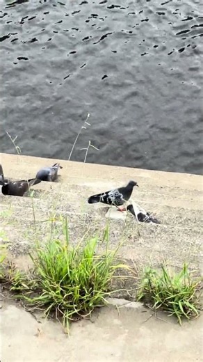 20260818谷本公園②市ヶ尾のカモ、ハト、高校