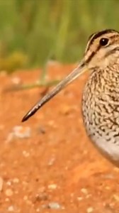 6.5K views · 169 reactions | Agachadiza comun #snipe #gallinagogallinago #agachadiza #snipebird | Duckhuntingg | Facebook
