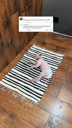 Максим #сфинксмаксим | Sphynx Cat Cat Breed