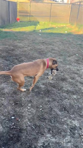 🥒💚 Meet Pickles – The Dog You Didn’t Know You Needed 💚🥒 His name is Pickles. That’s it. That’s the post. Because honestly… how do you say no to a dog named Pickles? You can’t. It’s scientifically impossible. But just in case you need more convincing 👇 ✅ Vetted ✅ Great with other dogs ✅ Loves kids ✅ House trained ✅ Crate trained ✅ Playful, sweet, and about a year old Basically, he’s perfect. And yes, when we saw him on the euthanasia list in Memphis, we said the only logical thing: “Well, of