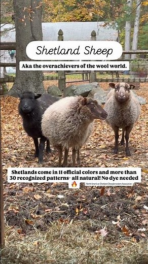 Shetland Sheep: Tiny Breed, Legendary Wool