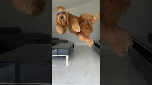 I trained my dog how to do kung-fu like a ninja turtle! #TMNTMovie @paramountpictures #ad #doglover