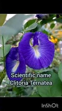 Amazing Facts About Aparajita Flower 🌸 | Butterfly Pea Plant Facts #shorts #viralvideo