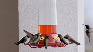 Hummingbirds have the fastest wing beats, reaching up to 80 times per second I recorded this 4k 240 fps shutter of 500 | Edwin Nunez