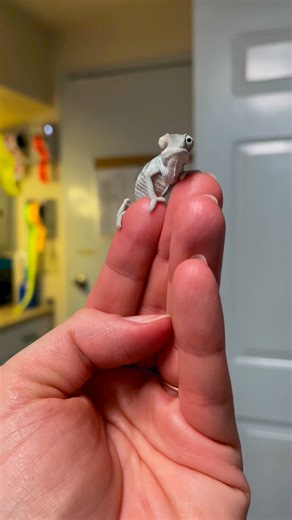 In case you didn’t know, baby panther chameleons are SUPER cute. As so perfectly demonstrated by this tiny two month old Nosy Be here, in only a few short months, he will have doubled in size & look like an entirely different animal! 🩵#KammerflageKreations #KammerflageFamily #babychameleon #PantherChameleon ...#cutepets #petreels #Furciferpardalis #nosybepantherchameleon #petsarethebest #reptilesofinstagram #lizardsofinstagram #babylizard #babyanimals #babyanimal #explore #toocute #smallfamilyb