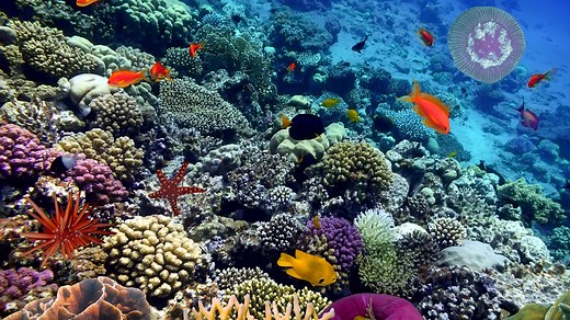 Various Fish Species in South Pacific Coral Reefs | Britannica