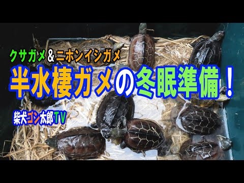 半水棲ガメの冬眠準備！ ～クサガメ＆ニホンイシガメ～