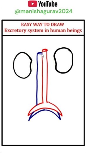 CBSE | NCERT | Easy Way to Draw Excretory system in human beings | Chapter5 Life Processes | Class10