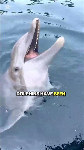 Cute But Dangerous: Dolphins Explained 🐬