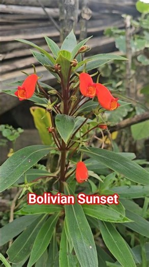 Bolivian Sunset | Nature’s Masterpiece 🌅✨