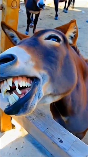 Donkey's Crazy Close-Up Smile! 😂 Hilarious Funny Animal Moment