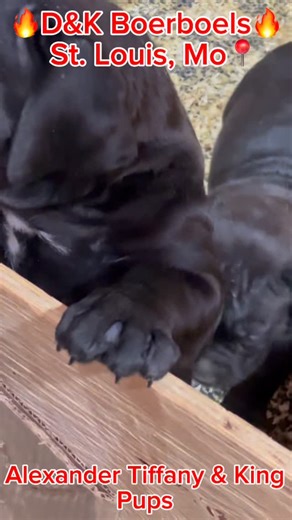 D&K 2nd To None on Instagram: "Levitikus & Raquel/King & Tiffany ~ strong and healthy puppies 🐶🐶🐶🐶🐶🐶🐶💪💪💪💪💪💪💪💪💪🔥🔥🔥🔥🔥🔥🔥⭐️⭐️⭐️⭐️⭐️ #dandkboerboels #midamericaboerboels #boerboelpuppies #Boerboels #southafricanboerboelpuppies southafricanboerboels boerboelbreeders boerboelmagazine boerboelkennels nfl nba mlb nhl atl newyork cali texas hiphop hiphopculture country countrymusic blackcountry mississippi florida Nevada boston utah northcarolina southcarolina canada🇨🇦"