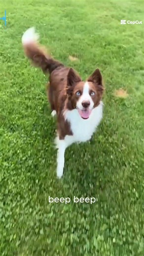 Smart Dog vs My Dog… It’s Not Even Close