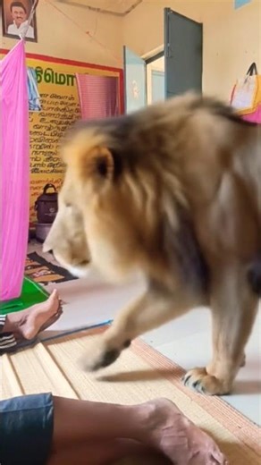 #lion 🦁😱🔥