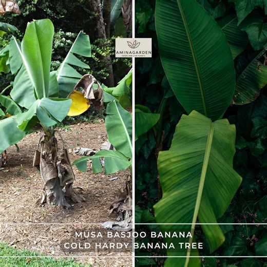 Musa Basjoo Banana – Cold Hardy Banana Tree – Live Plant - Etsy