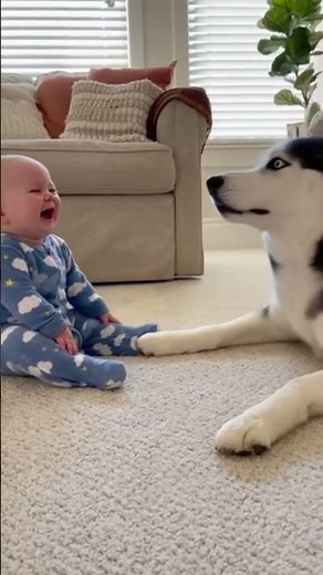 Husky's Howl Gets The Funniest Reaction From Baby EVER!