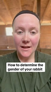 How to tell if you have a buck or doe rabbit! #rabbit #rabbits #rabbitry | Hannah Easton