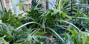 What to do with your garden after a freeze