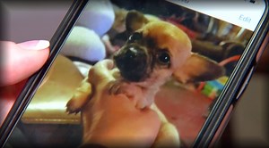 On Your Side Investigation Update: Ozarks couple charged with stealing from pet lovers