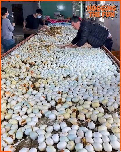 4.2K views | Witness the miracle of life as this tiny chick breaks free from its shell—so cute and fascinating! | Hogging The Fun | Facebook