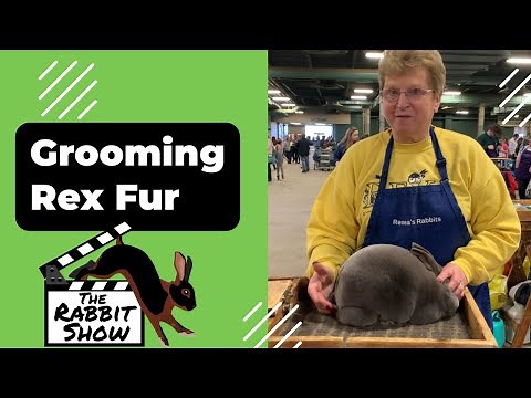 Grooming Rex Rabbit Fur