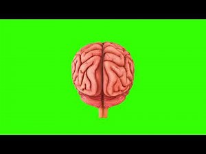 Brain Green Screen Animation No Copyright