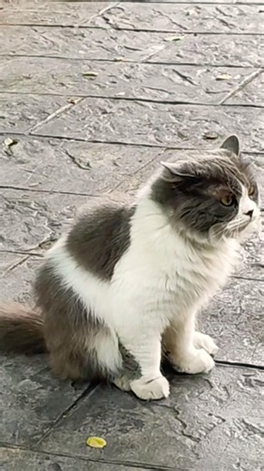 SHANGHAI KITTY #shanghai #china #travel #trip #tour #tourism #asia #shanghaitour #shorts